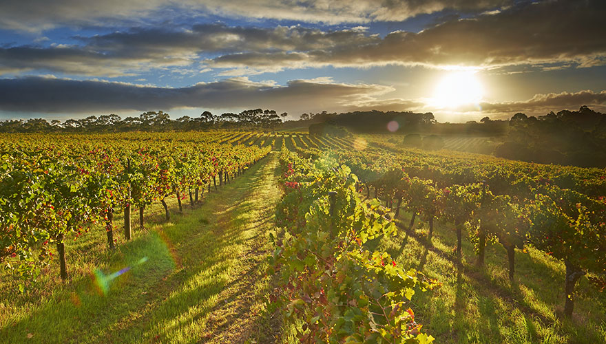 Margaret River – more than just wine - WYZA